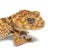 Head shot of a Centralian rough knob-tail gecko