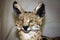 Head shot close up of an adult serval