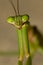 A head shot close up macro lens image of an adult Chinese mantis Tenodera sinensis featuring pseudopupilla