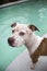 Head shot close up portrait of a dog by the pool