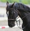 Head shot closeup of a beautiful award winner racehorse