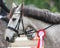 Head shot closeup of a beautiful award winner racehorse