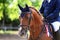 Head shot closeup of a beautiful award winner racehorse