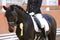 Head shot closeup of a beautiful award winner racehorse