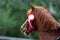 Head shot closeup of a beautiful award winner racehorse