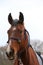 Head shot closeup of a beautiful yong horse during training