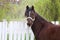 Head shot closeup of a beautiful yong horse during training