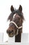 Head shot closeup of a beautiful yong horse during training