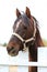 Head shot closeup of a beautiful yong horse during training