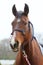 Head shot closeup of a beautiful yong horse during training