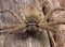 Head shot closeup of Huntsman spider.
