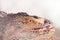 Head shot closeup of iguana in natural forest