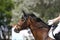 Head shot closeup of a young horse on show jumping event