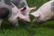 Head shot closeup of young pietrain pigs