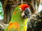 Head shot of a colorful parrot with a blurred background.