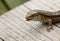 A head shot of a Common Lizard, Zootoca vivipara, on a wooden boardwalk with its mouth open. It has just finished eating an insect