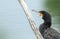 A head shot of a Cormorant, Phalacrocorax carbo, perching up a  tree over a lake.