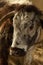 Head shot cow portrait