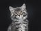 Head shot of cute blue tabby Maine Coon cat