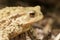 A head shot of a cute Common Toad Bufo Bufo hunting for food in the UK.