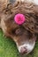 A head shot of a cute English Springer Spaniel Dog Canis lupus familiaris resting on the grass with a Dahlia flower on its ear.