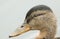 A head shot of a cute juvenile Mallard Duck Anas platyrhynchos swimming in a river.