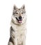 Head shot of a Czechoslovakian Wolfdog panting, isolated on white