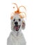 Head shot of dressed up whie King Poodle on white