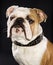 Head shot of English Bulldog.