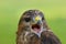 Head shot of a Eurasian Buzzard Buteo buteo Bird of Prey
