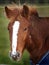 Head Shot Of Foal In A Winter Rug