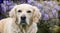 Head Shot of golden retreiver dog in front of wisteria vines