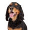 Head Shot of Gordon Setter Mix Breed Dog