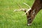 Head shot of grazing deer (buck)