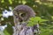 Head shot of a Great Grey Owl sleeping in a tree
