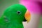 Head shot of a green Eclectus Pet Parrot