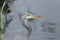 A head shot of a Grey Heron, Ardea cinerea, hunting for food standing on the bank at the edge of a lake.