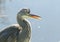 A head shot of a Grey Heron, Ardea cinerea, poking out its tongue. It has been hunting for food at the edge of a lake.