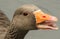 A head shot of a Greylag Goose Anser anser, with it beak open and its tongue sticking out.