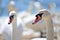 Head shot of a group of swans