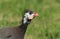 A head shot of a Guinea Fowl Numididae.