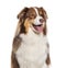 Head shot of a happy panting Australian shepherd looking away, isolated on white
