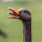 Head shot of a hissing greylag goose, Anser anser