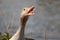 Head shot of a hissing greylag goose, Anser anser. The greylag goose is a species of large goose in the waterfowl family