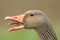 A head shot of a hissing Greylag Goose, Anser anser. It has its beak open and tongue showing.