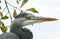 A head shot of a hunting Grey Heron, Ardea cinerea, standing on the bank of a lake on a cloudy day.