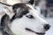 Head shot of a husky dog in Lapland, Finland