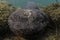 Head Shot of Japanese Giant Salamander