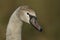 A head shot of a juvenile Mute Swan, Cygnus olor.