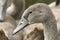 A head shot of a juvenile Mute Swan, Cygnus olor.